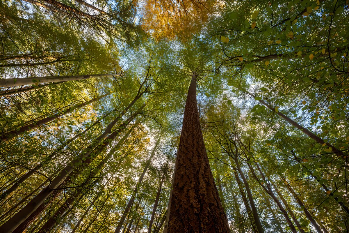 OCUK35732: Towering Trees in Tranquil Forest