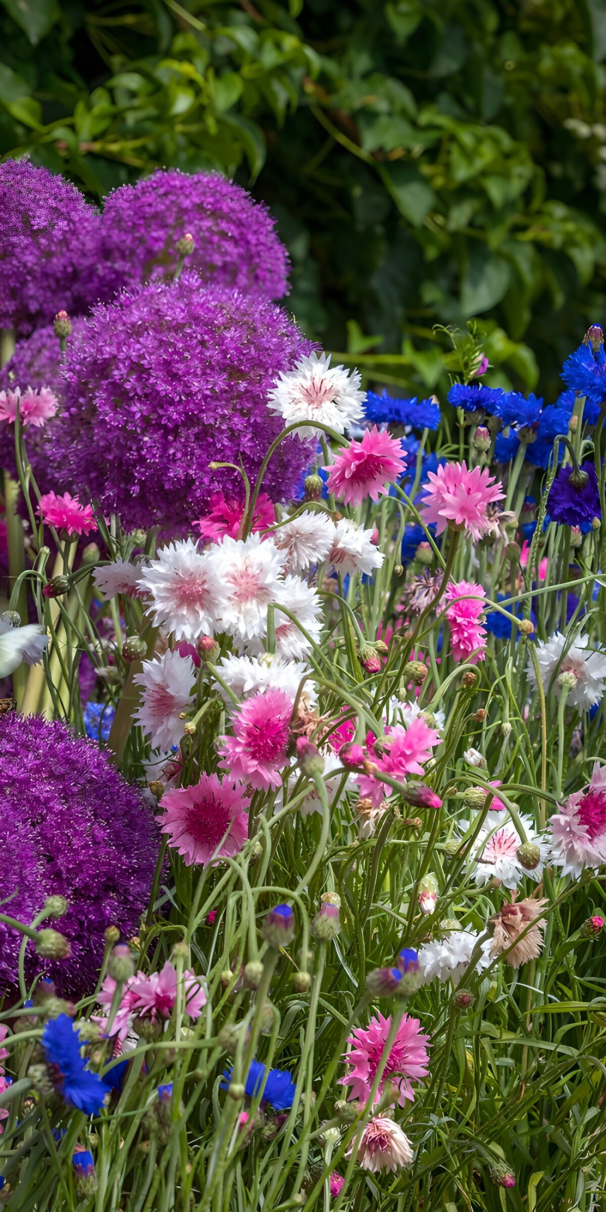 OCUK33273: Vibrant Floral Harmony