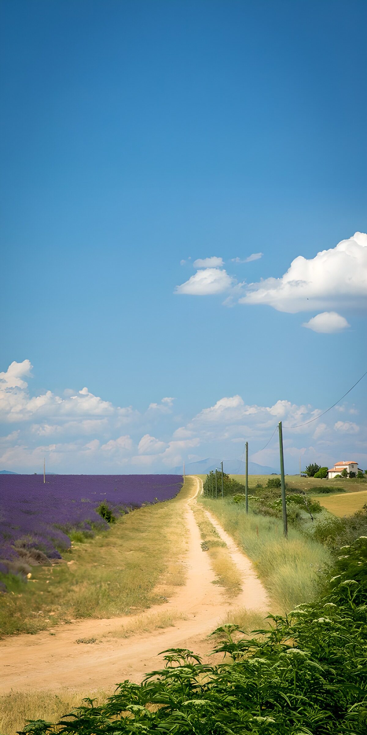 OCUK79025: Lavender Fields Under Blue Skies