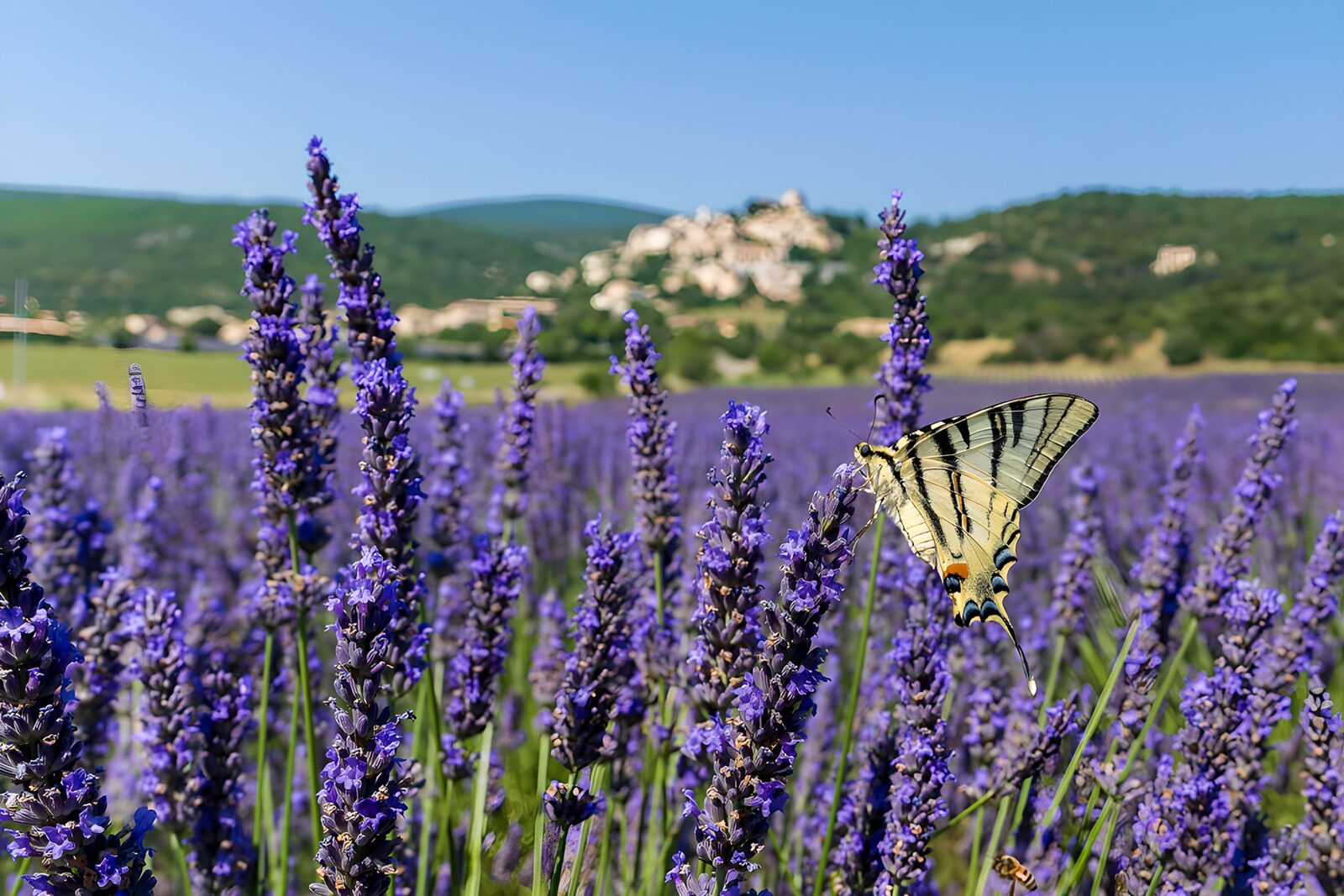 OCUK67867: Butterfly in a Lavender Field