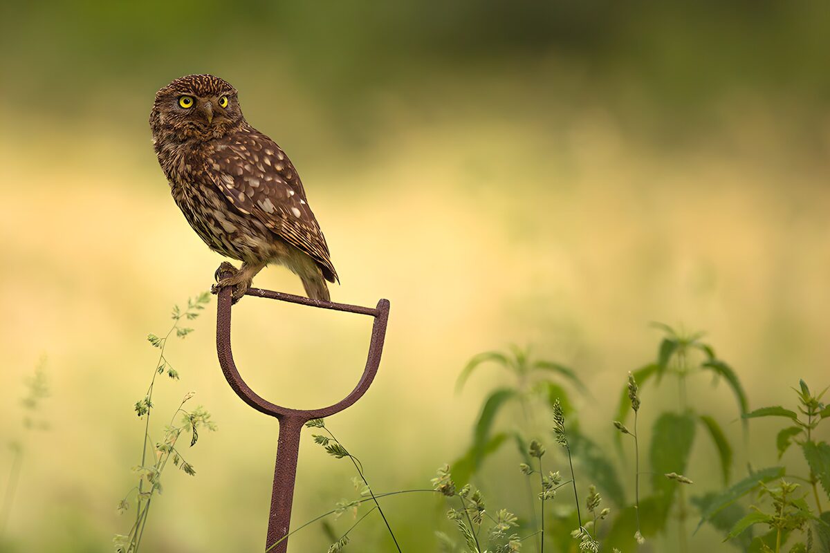 OCUK84275: Watchful Little Owl on a Garden Tool