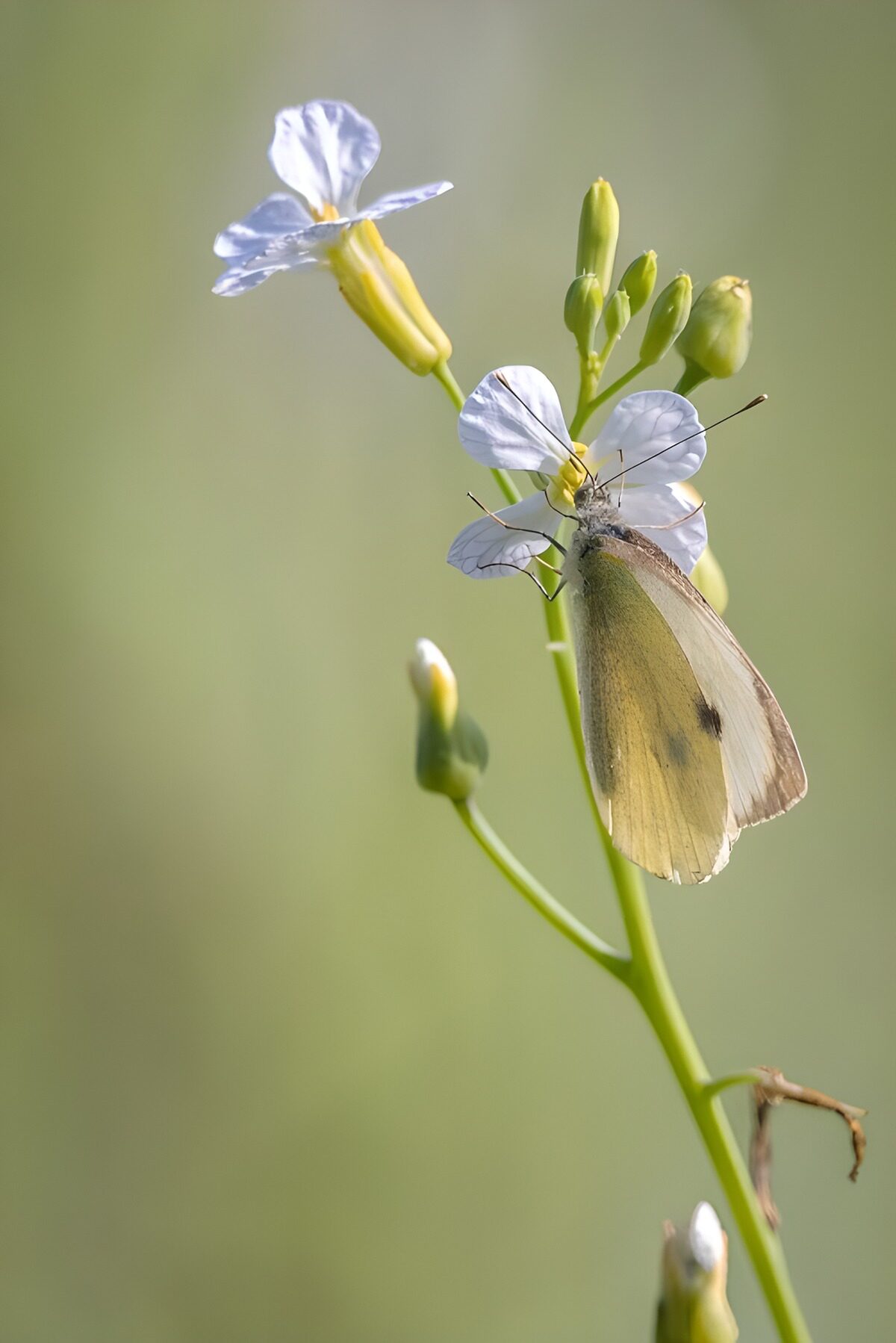 OCUK71854: Butterfly on Blooming Flower