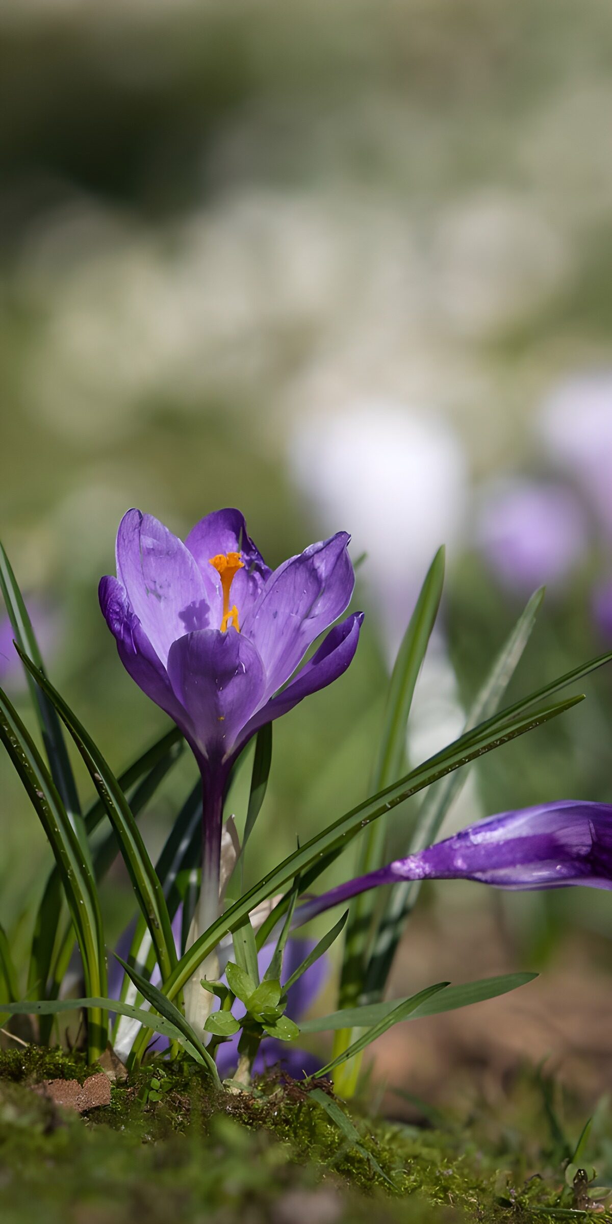 OCUK29123: Vibrant Purple Crocus in Bloom