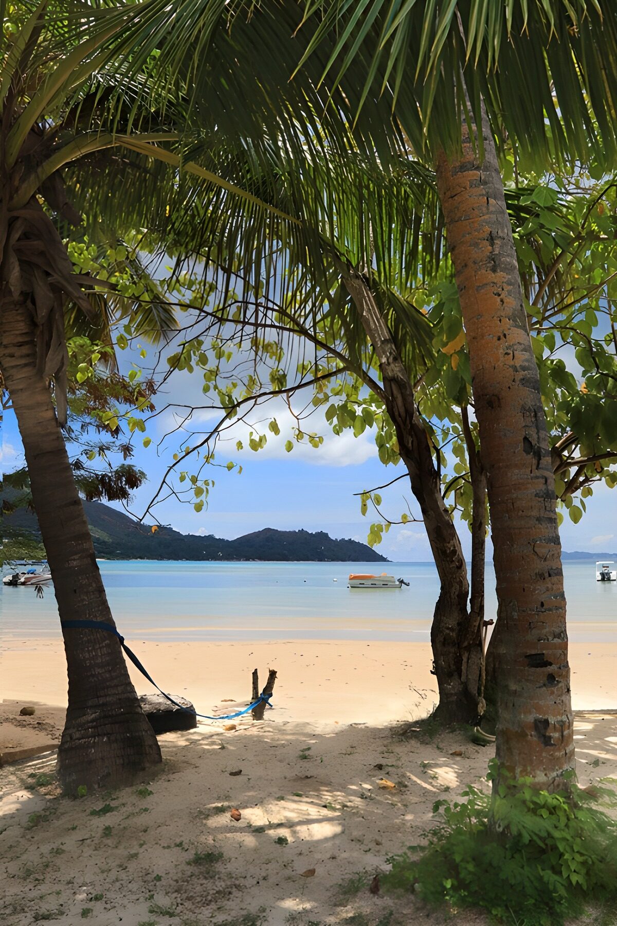 OCUK25134: Tropical Serenity by the Shore