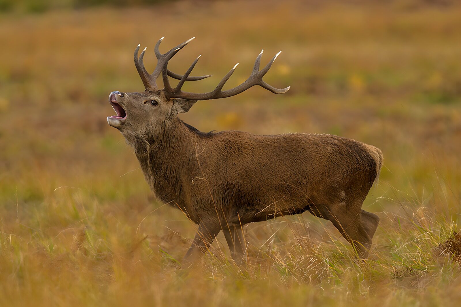 OCUK24849: Majestic Stag Roaring in the Wild