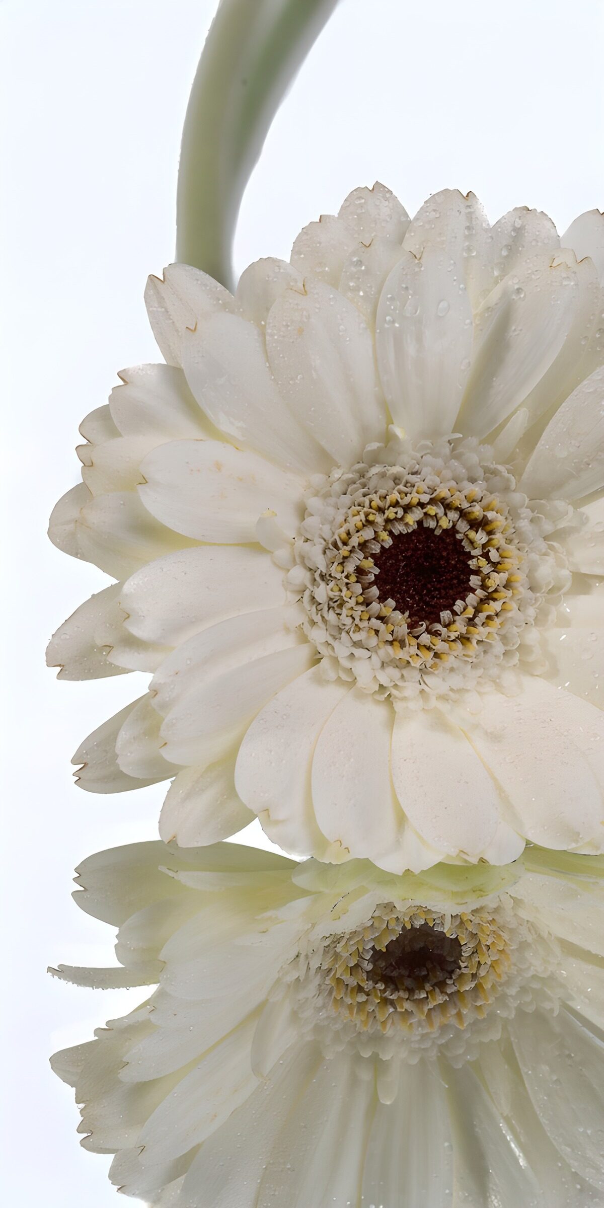 OCUK89407: Elegant White Gerbera with Reflection