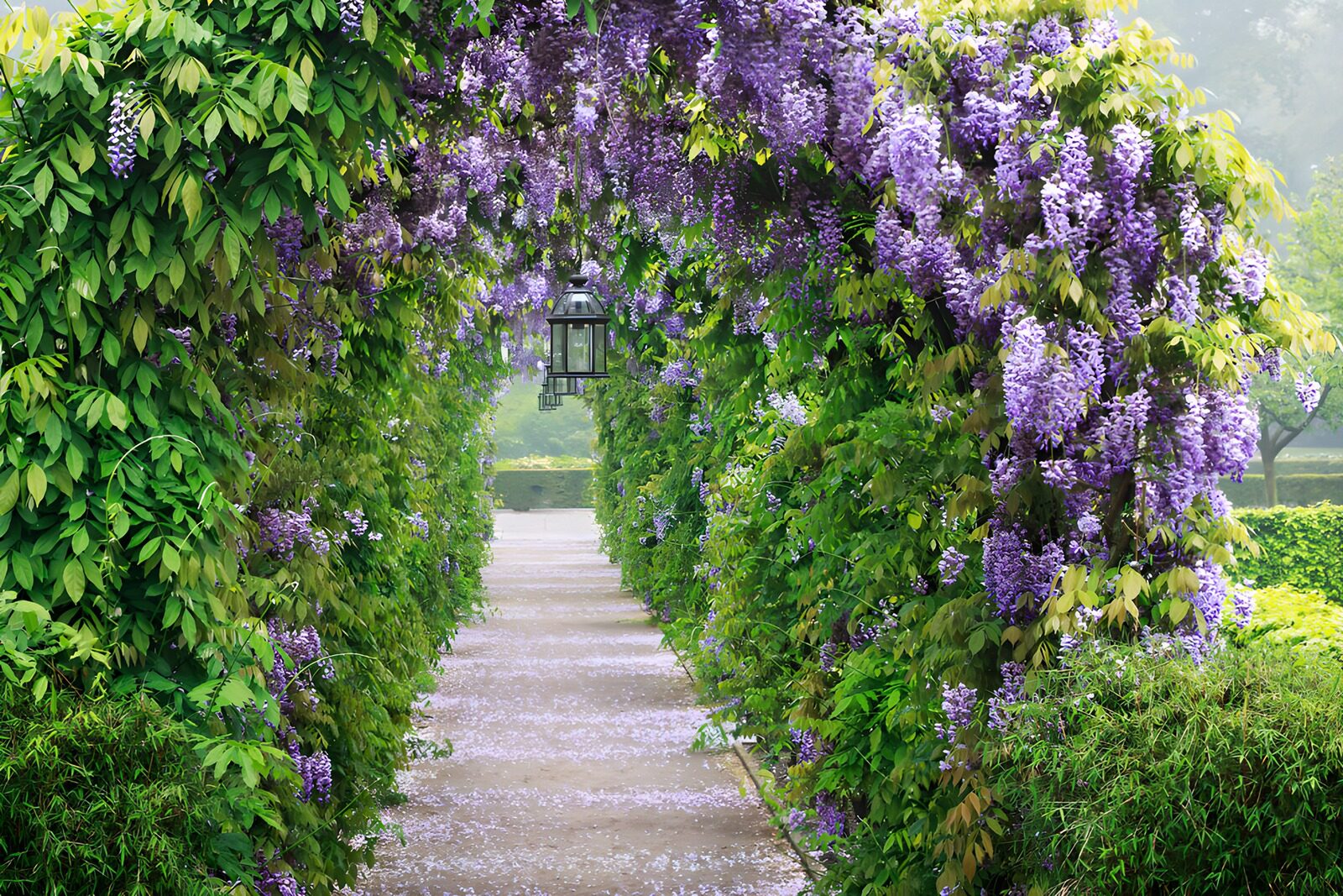 OCUK72151: Enchanted Pathway of Wisteria Blooms
