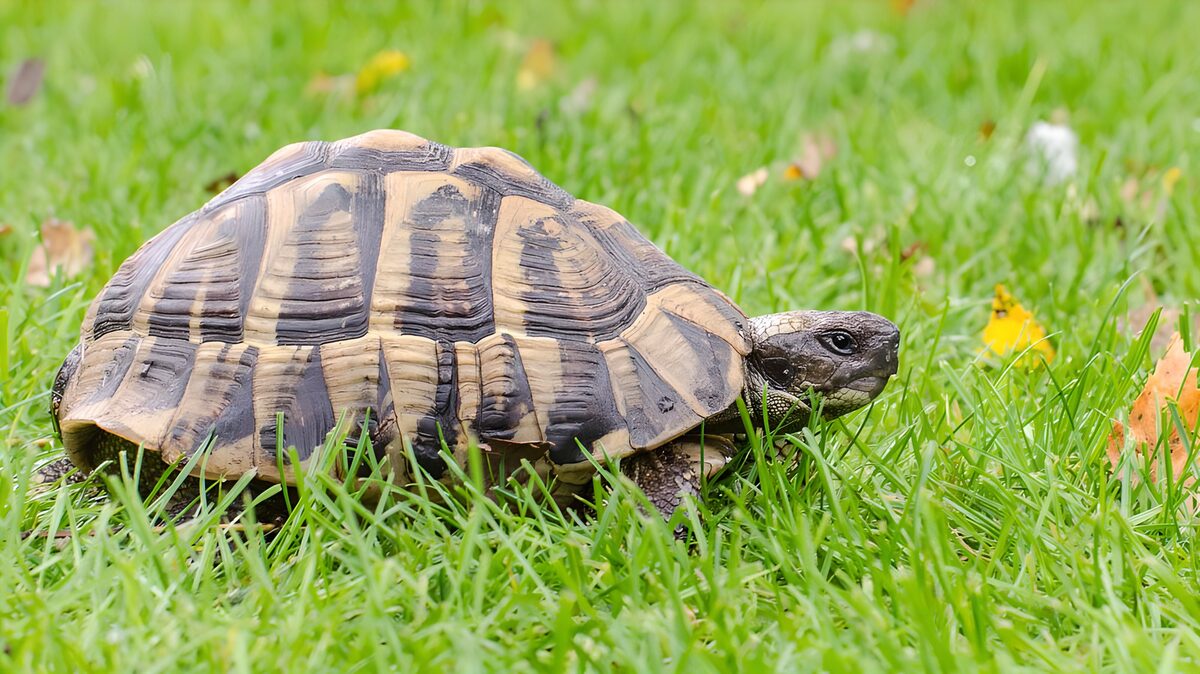OCUK38429: Tortoise on a Lush Green Lawn