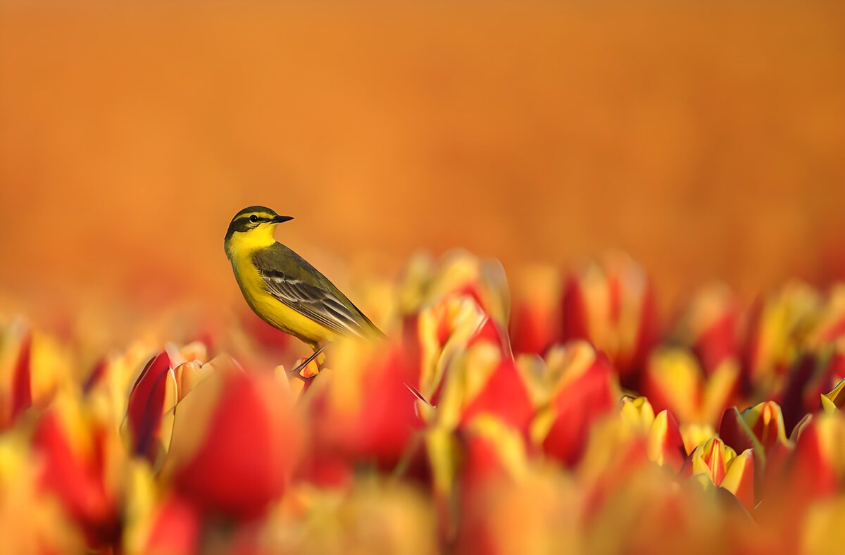 OCUK95439: Bright Bird Among Colorful Tulips
