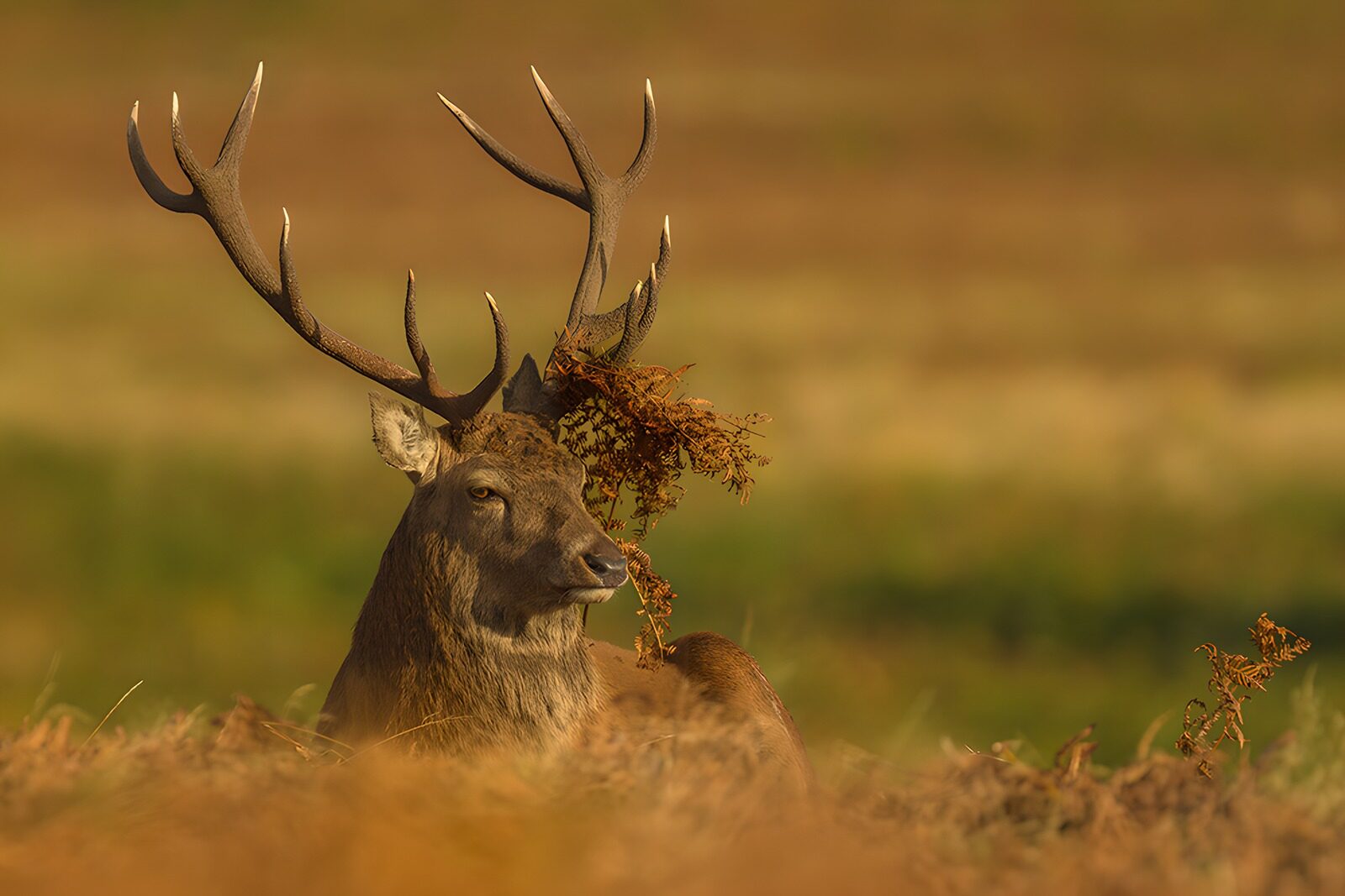 OCUK73396: Majestic Stag Amidst Nature's Palette