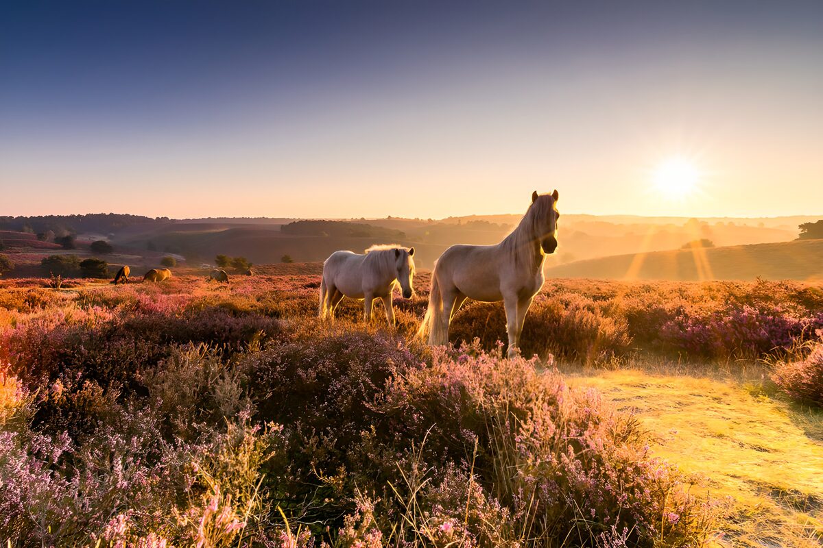 Majestic Horses at Sunrise