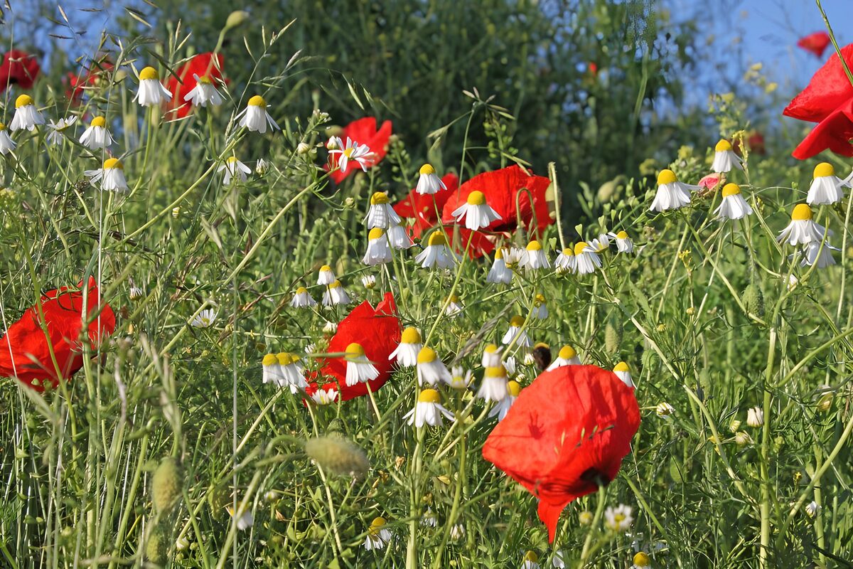 Poppies in field 2