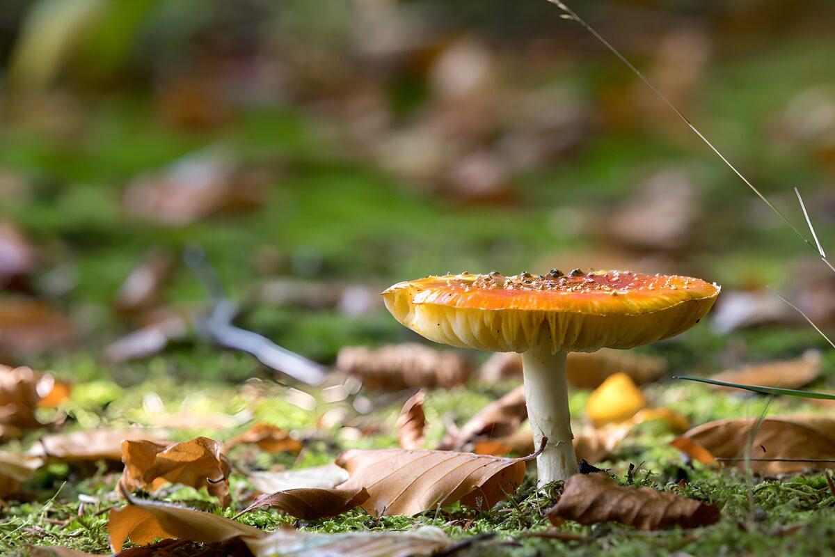 Vibrant Mushroom Among Autumn Leaves