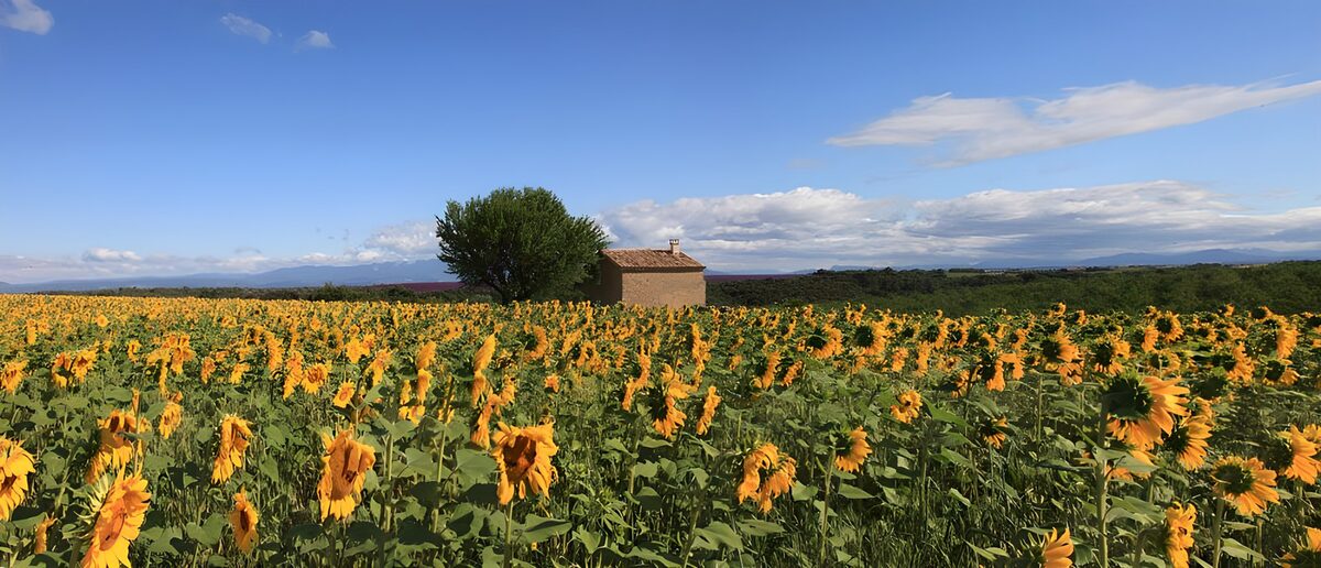 OCUK65547: Sunflower Fields Under a Bright Sky