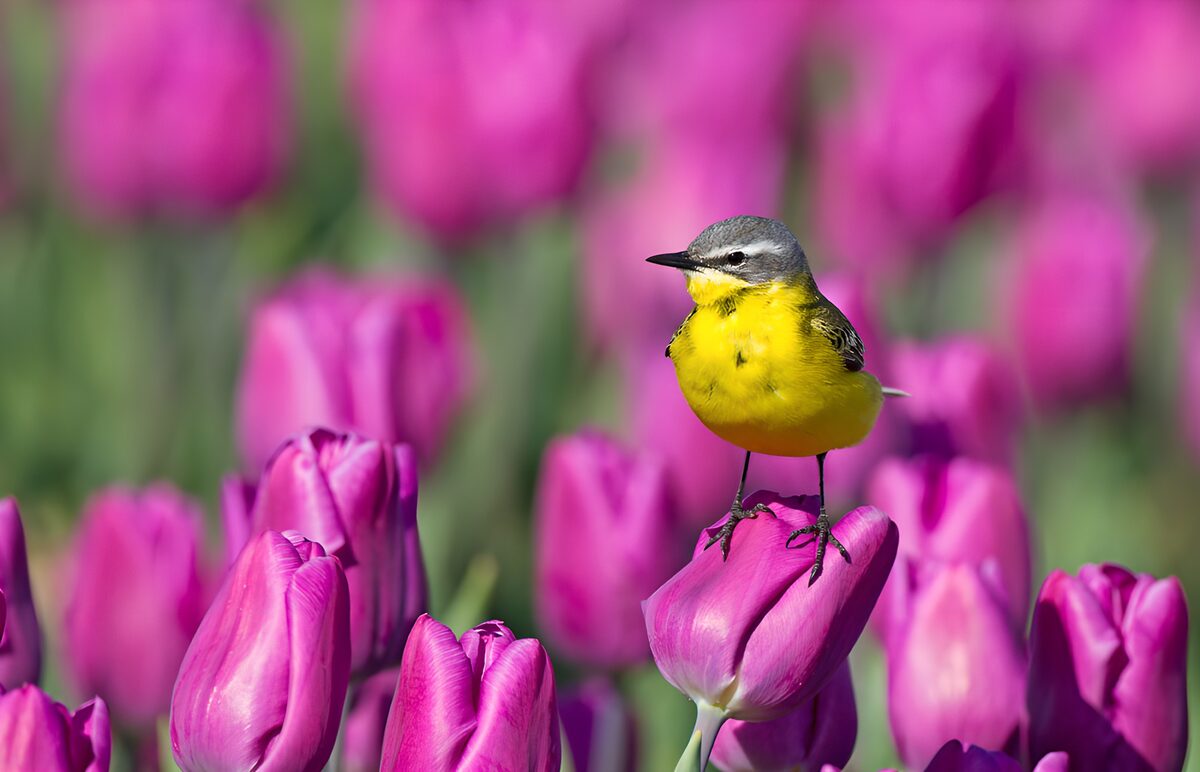 OCUK17149: Bright Yellow Bird Among Pink Tulips
