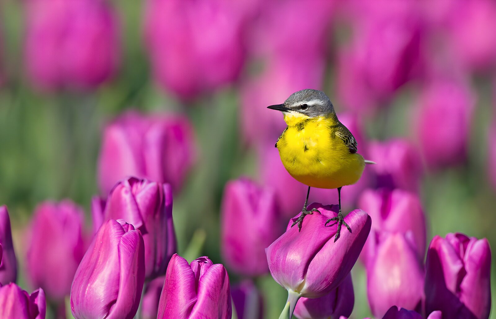 OCUK17149: Bright Yellow Bird Among Pink Tulips