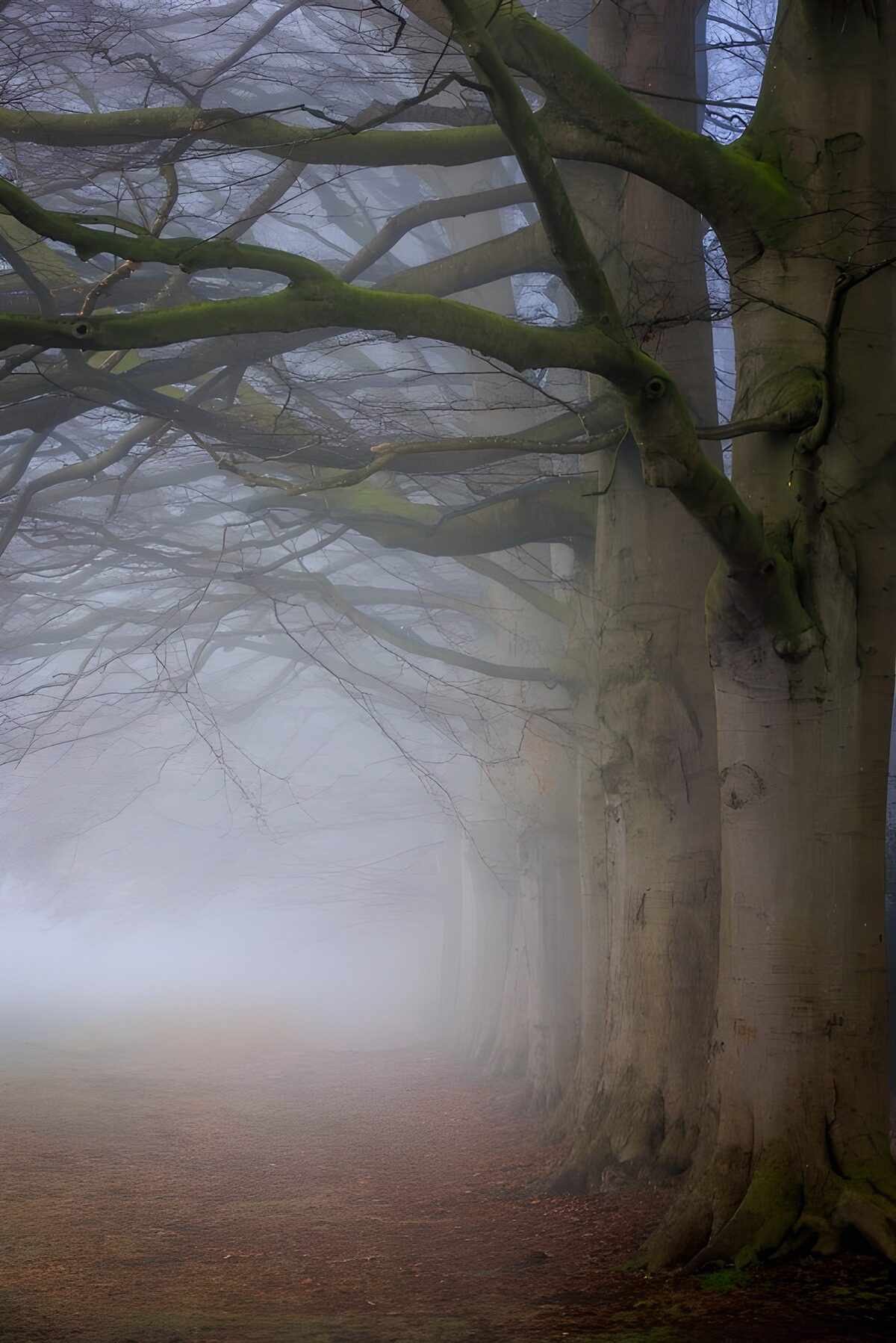 OCUK32153: Enchanted Foggy Tree Lane