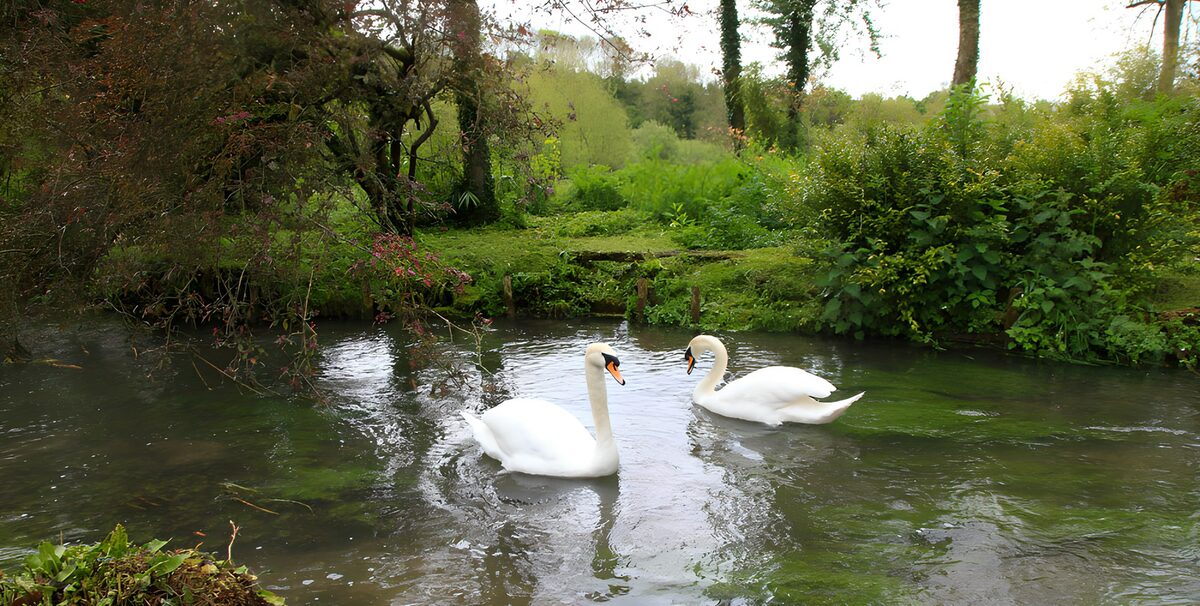 OCUK80945: Serene Swans in Tranquil Waters