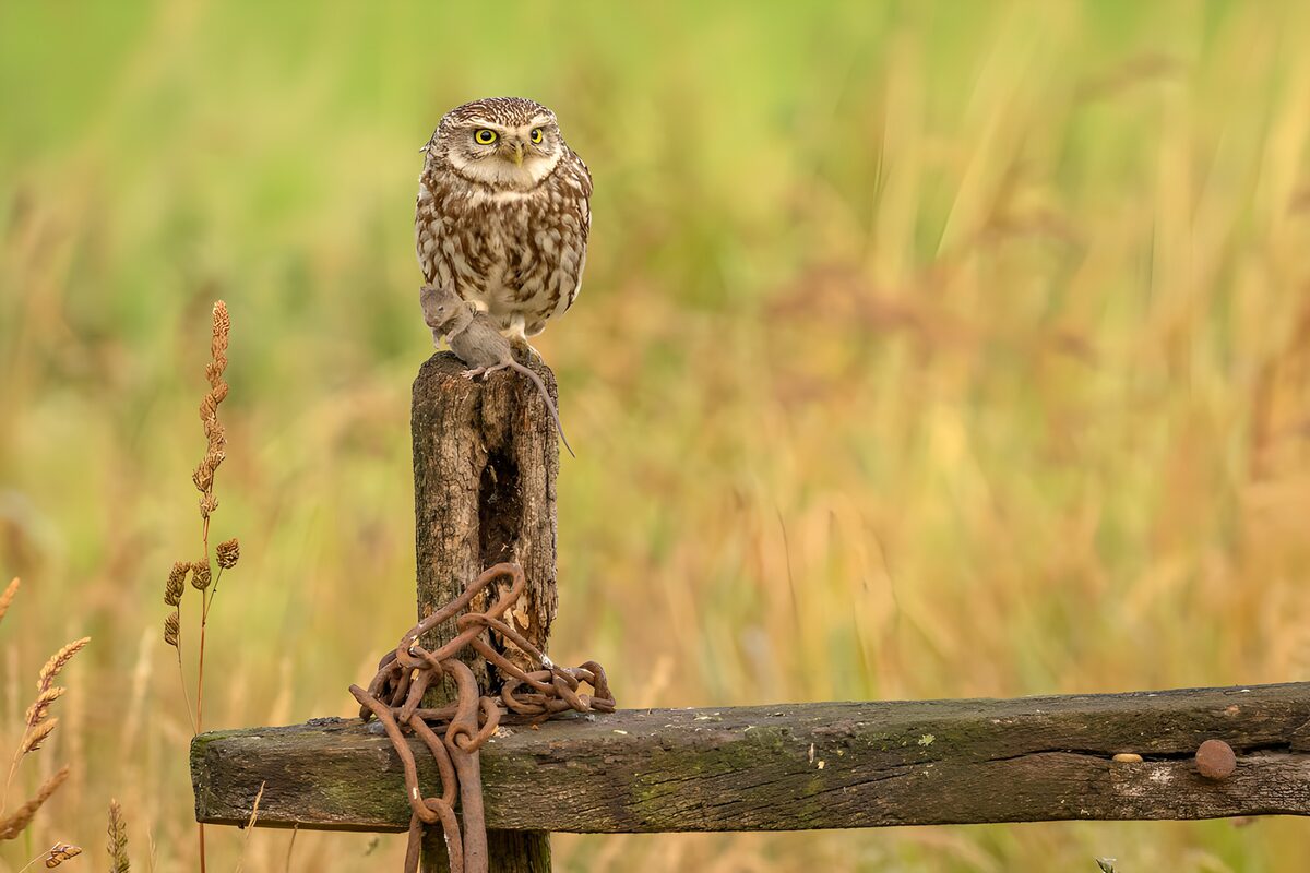 OCUK32216: A Tawny Owl on a Rustic Post