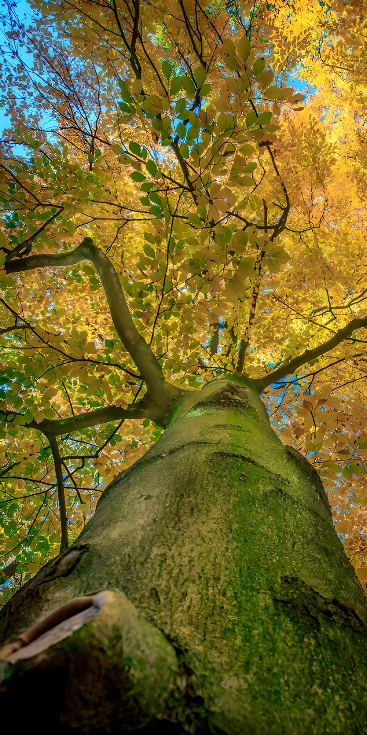 OCUK71106: Majestic Autumn Canopy
