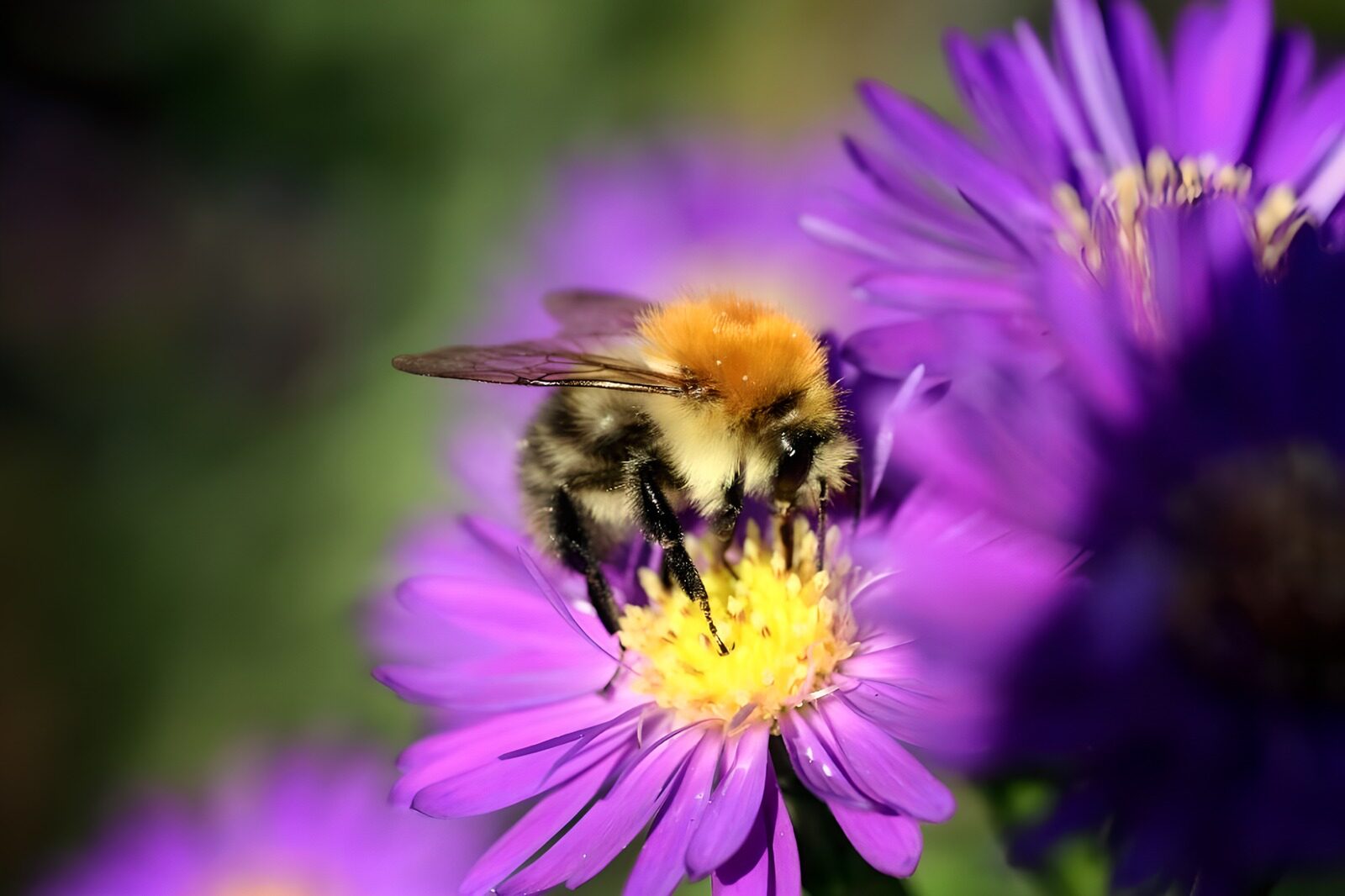 OCUK97508: Flower photo 55