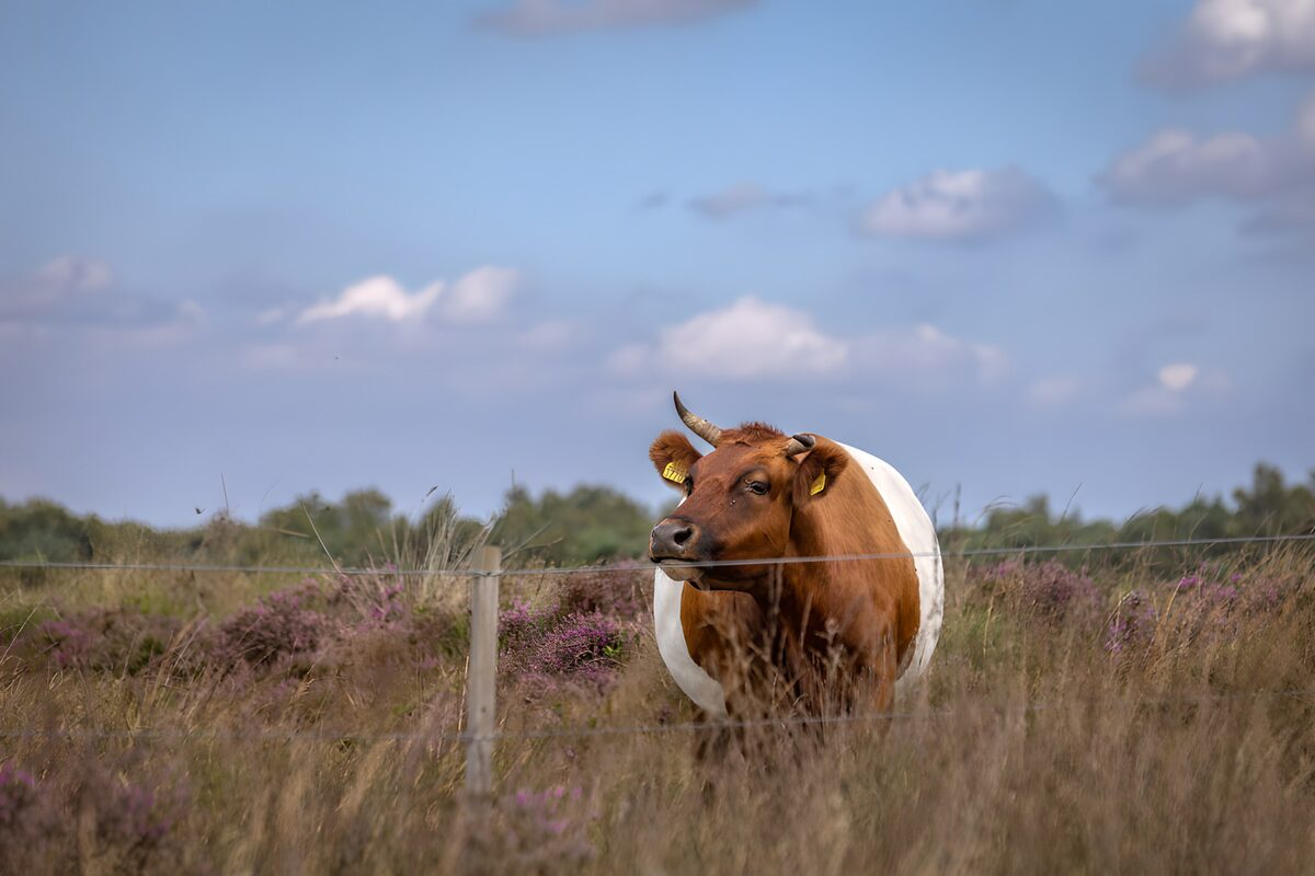 OCUK93028: Curious Cow in the Meadow