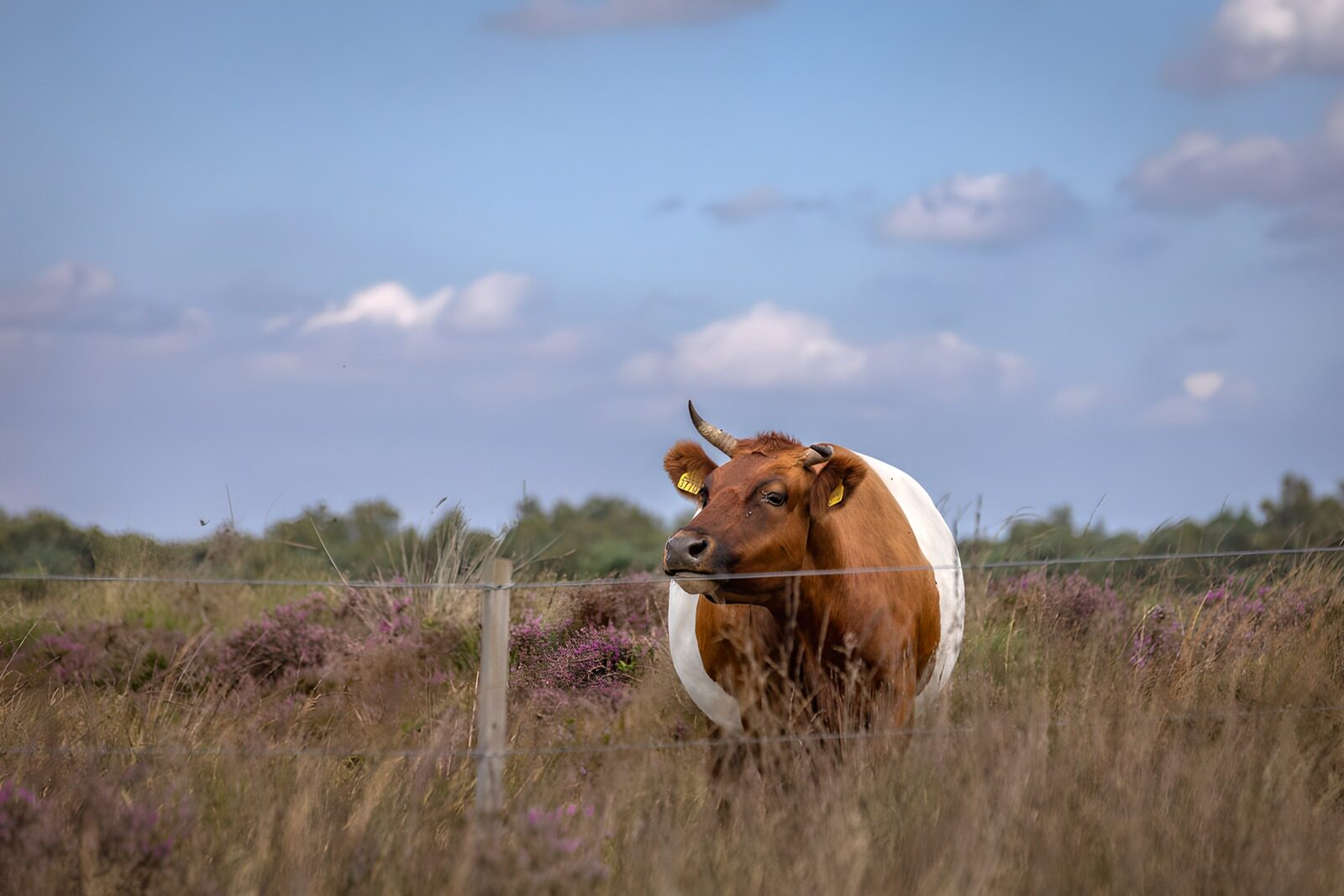 OCUK93028: Curious Cow in the Meadow