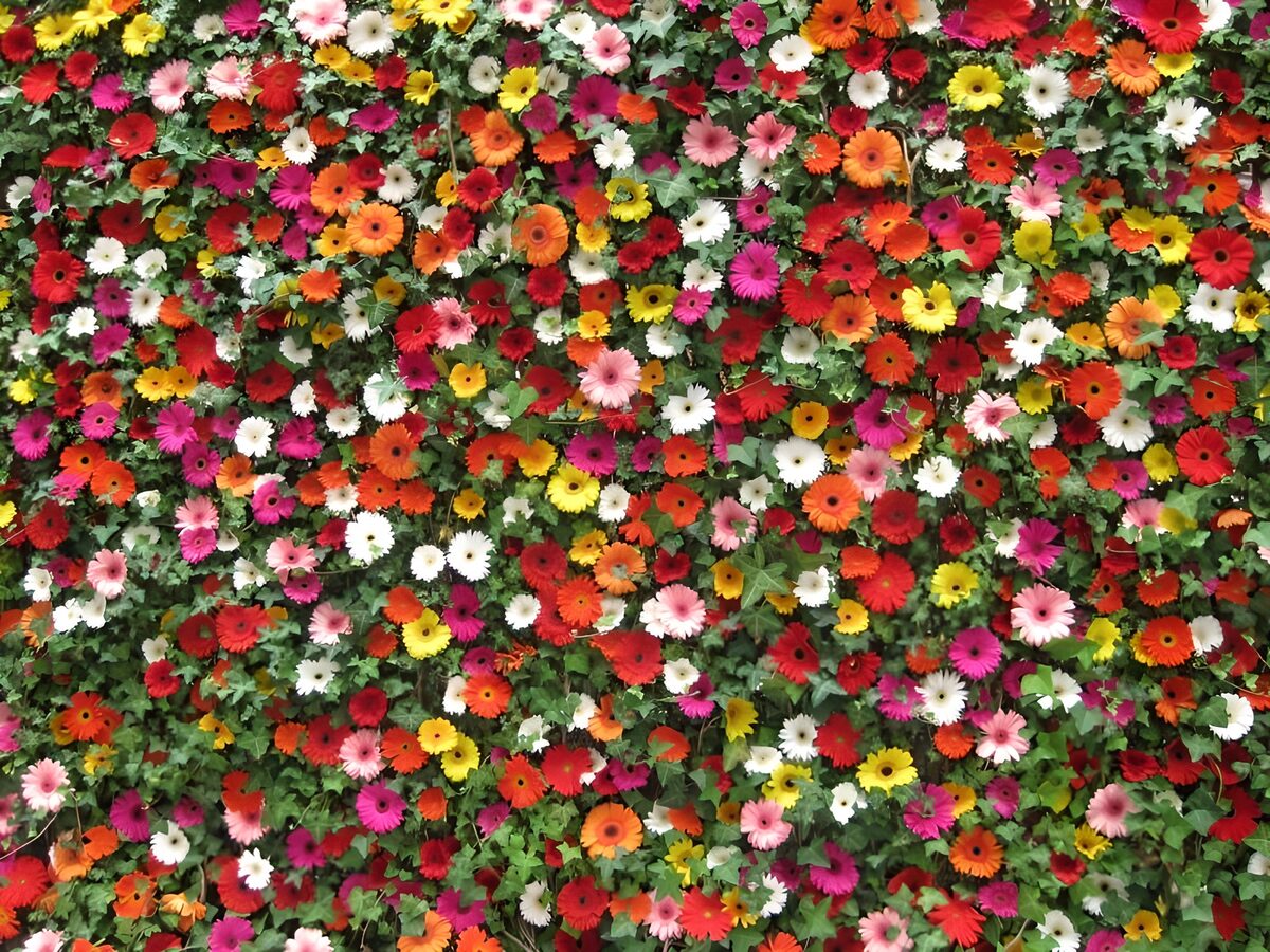 OCUK52196: Wall with flowers