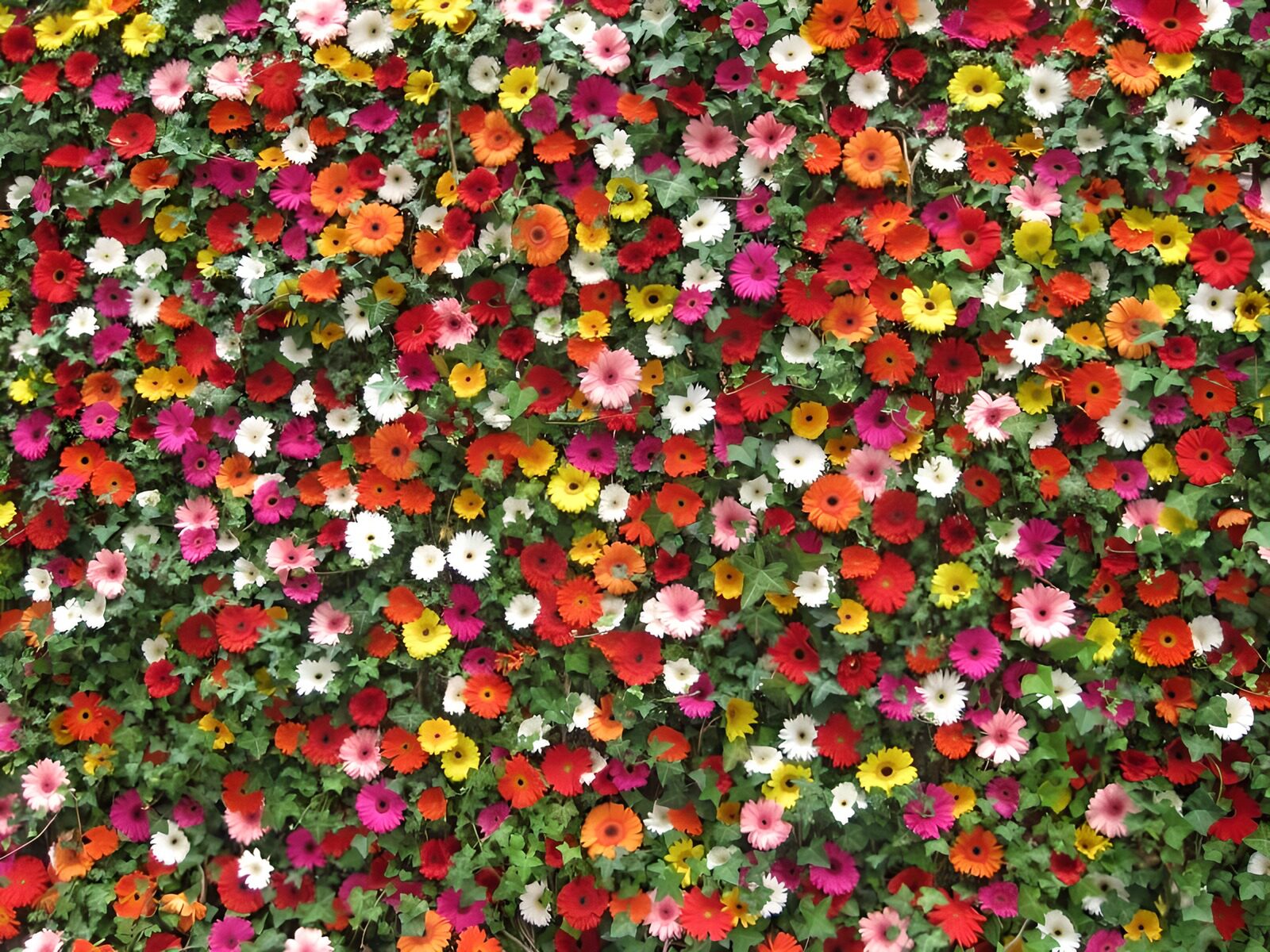 OCUK52196: Wall with flowers