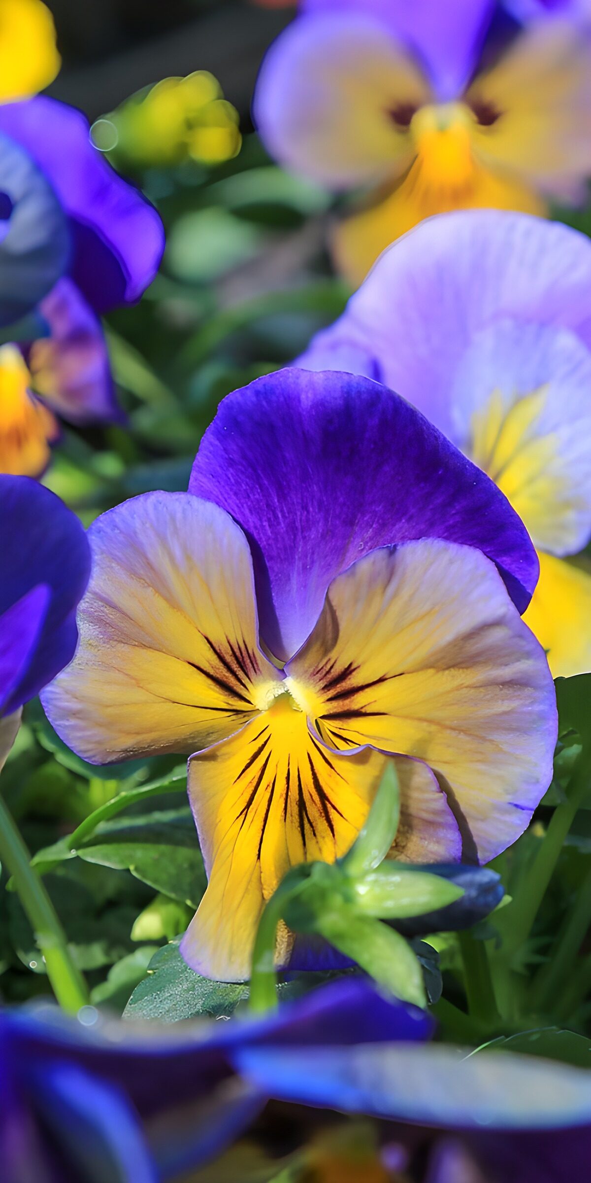 OCUK61402: Vibrant Pansies in Full Bloom