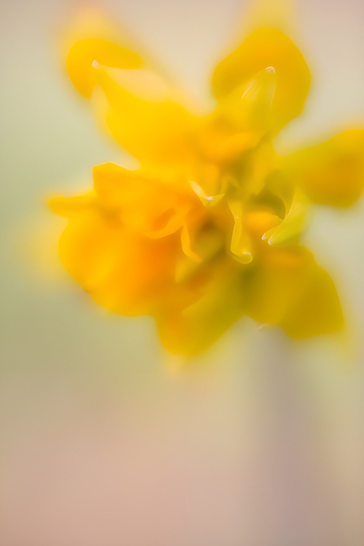 OCUK14496: Soft Focus Yellow Blossom