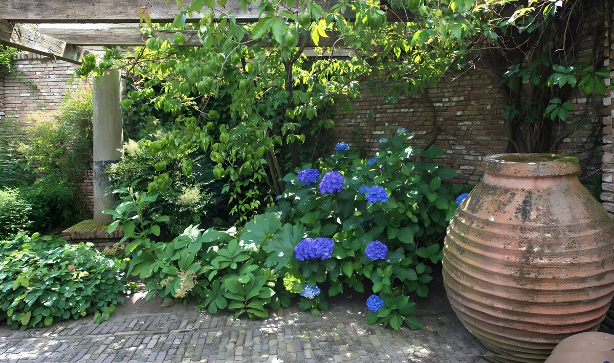 OCUK74989: Serene Garden Corner with Blue Hydrangeas