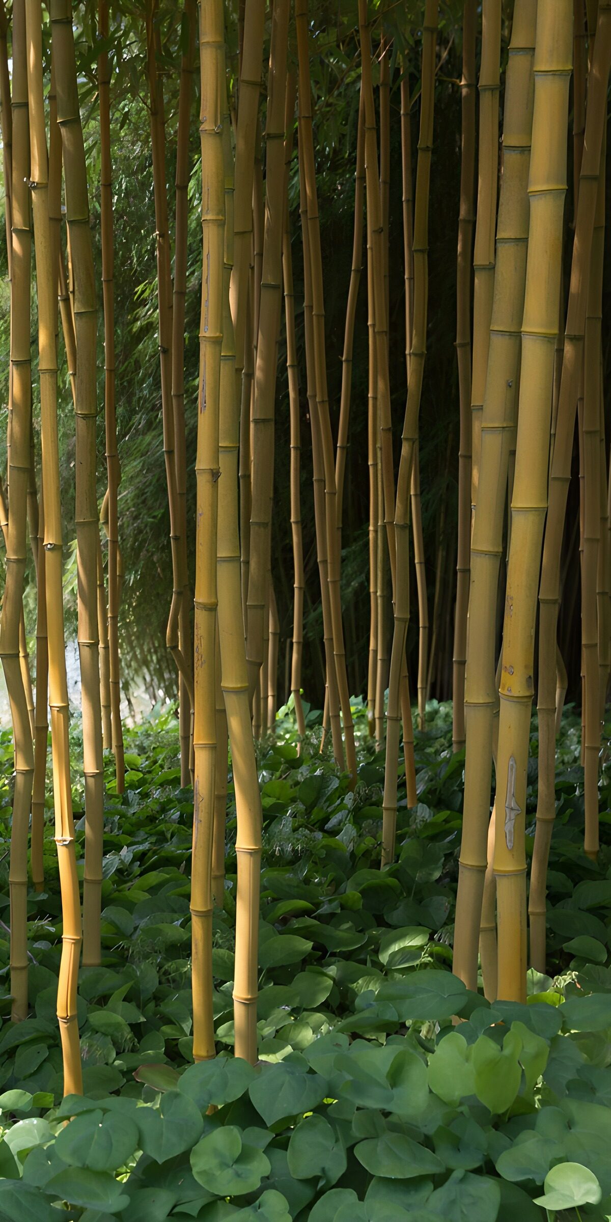 OCUK56365: Serene Bamboo Grove