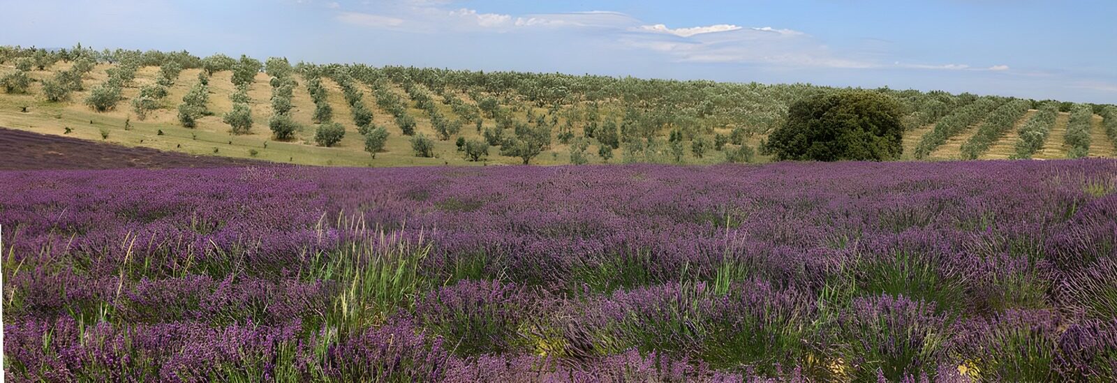 OCUK12926: Lavender Fields and Olive Groves