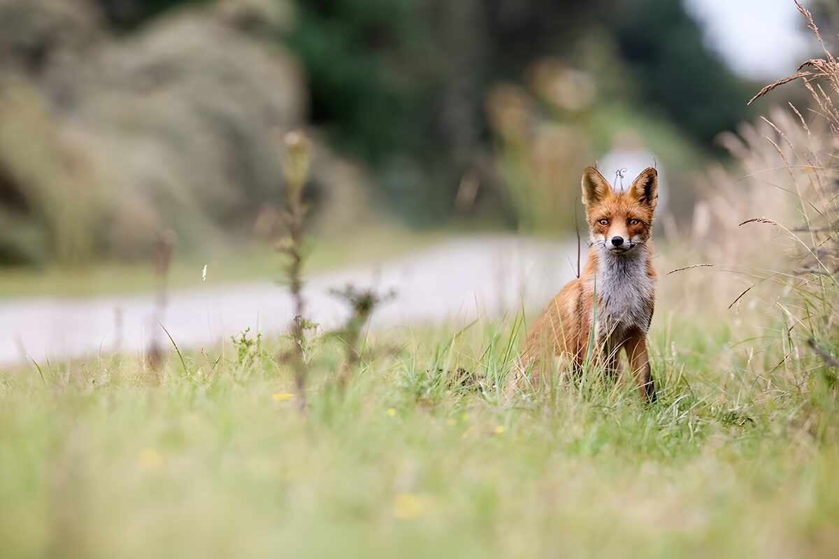 OCUK74371: Curious Fox by the Roadside