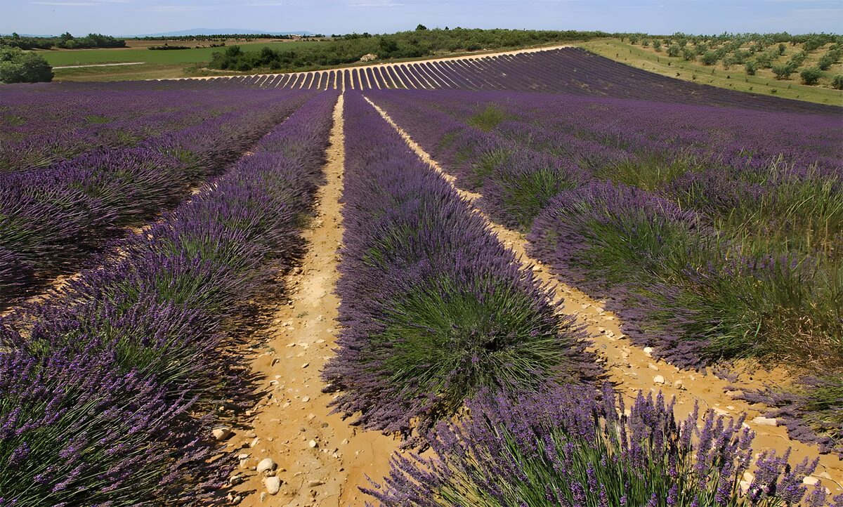 OCUK31236: Lavender Fields in Full Bloom