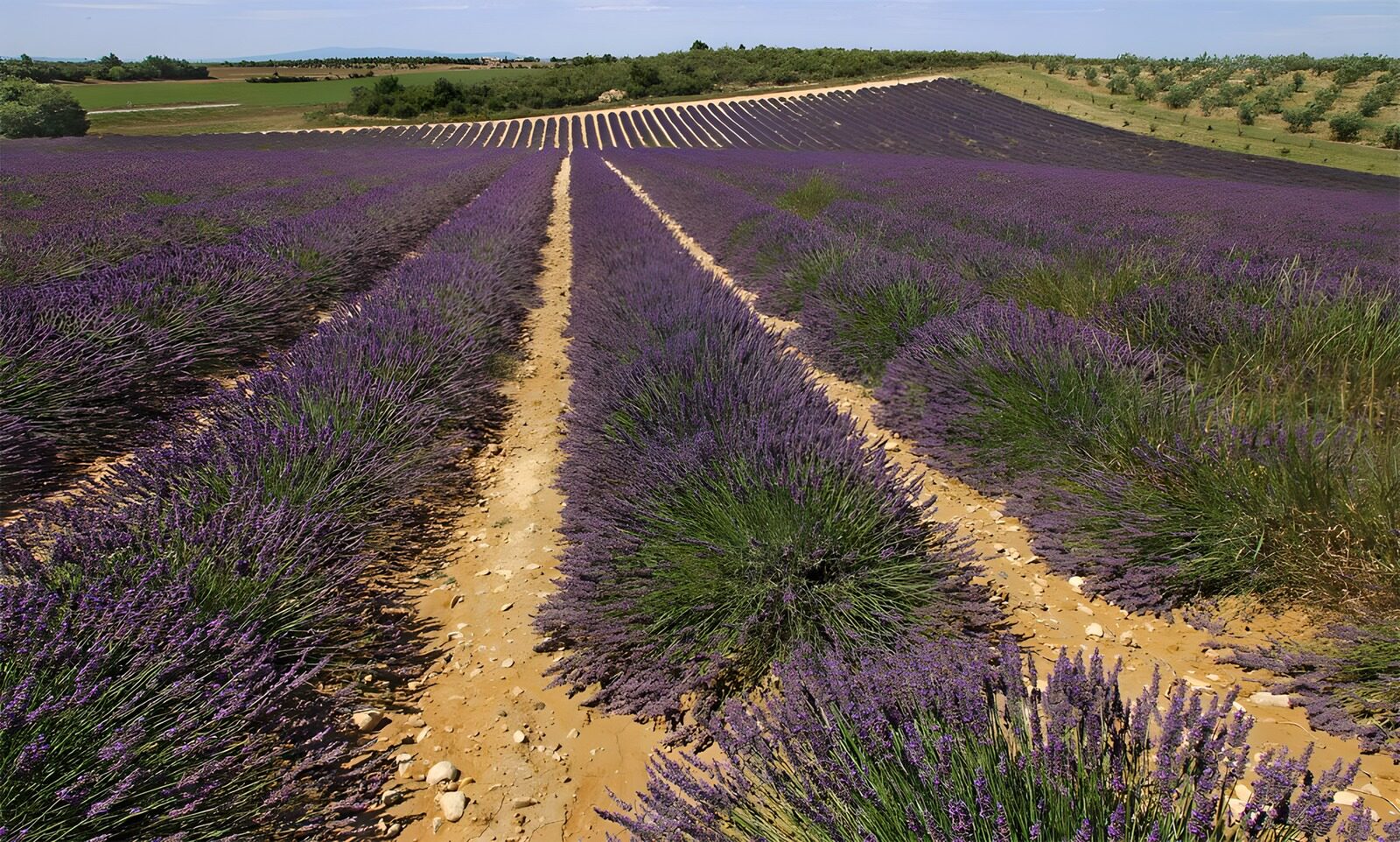 OCUK31236: Lavender Fields in Full Bloom