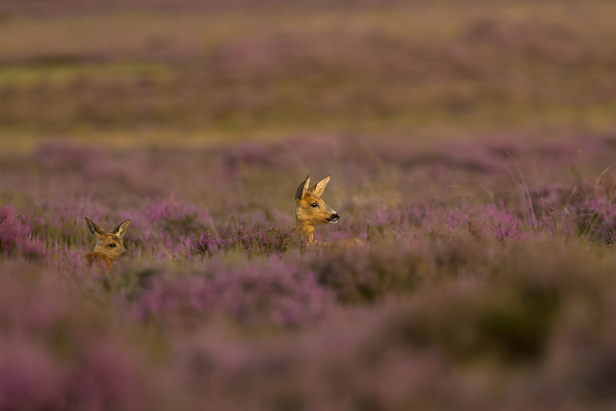 OCUK67523: Roe Deer Among Purple Heather