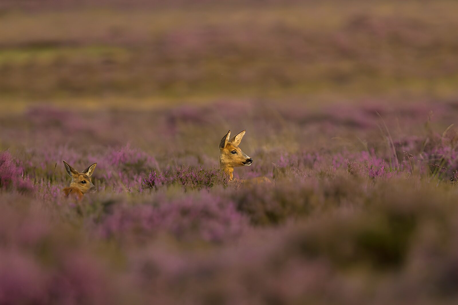 OCUK67523: Roe Deer Among Purple Heather