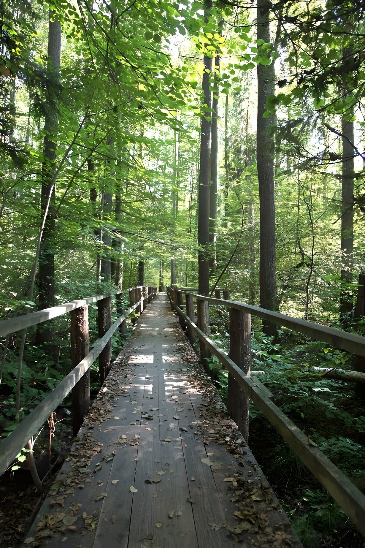 OCUK69708: Serene Wooden Path Through Lush Forest