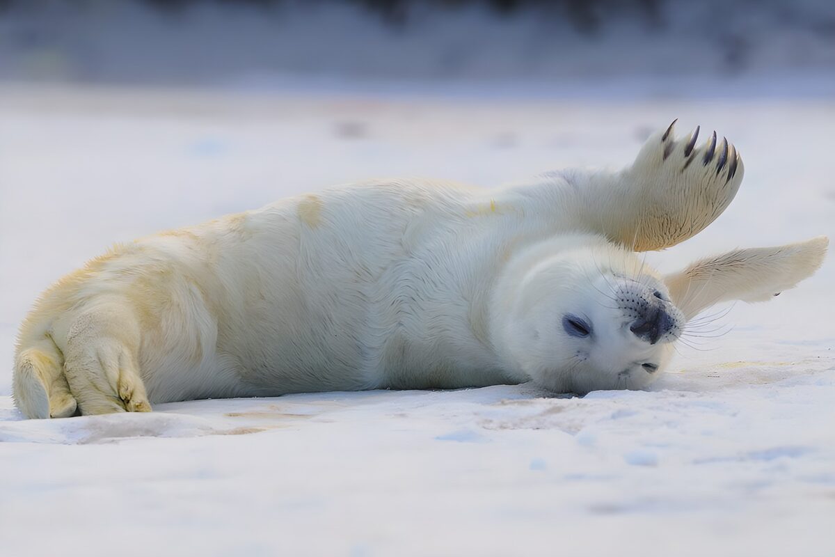 Playful Seal on Snowy Ground
