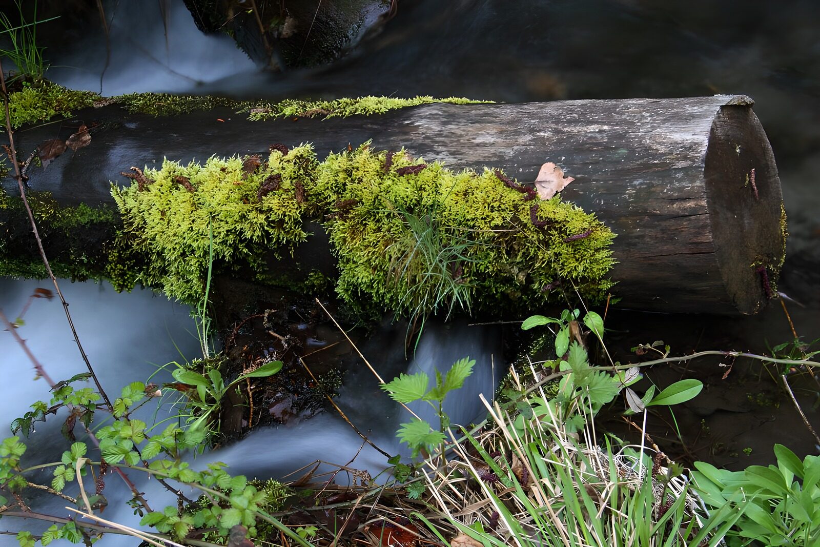 OCUK16008: Mossy Log by a Gentle Stream