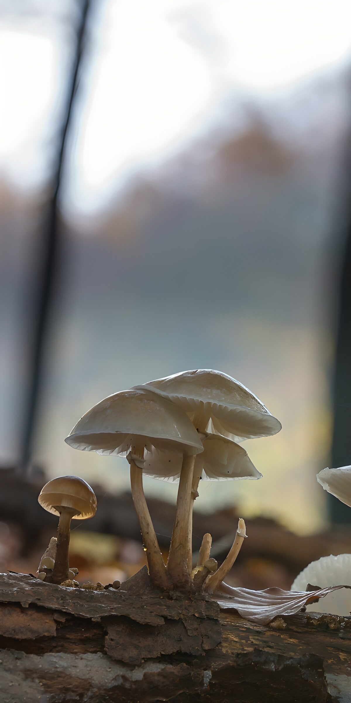 OCUK34030: Enchanted Forest Mushrooms