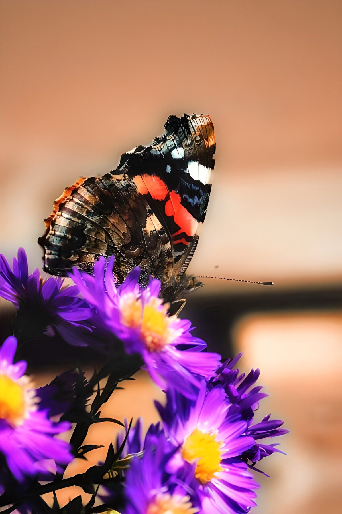 OCUK39759: Butterflies 21