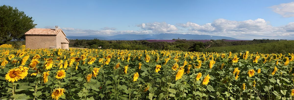 Sunny Fields of Sunflowers