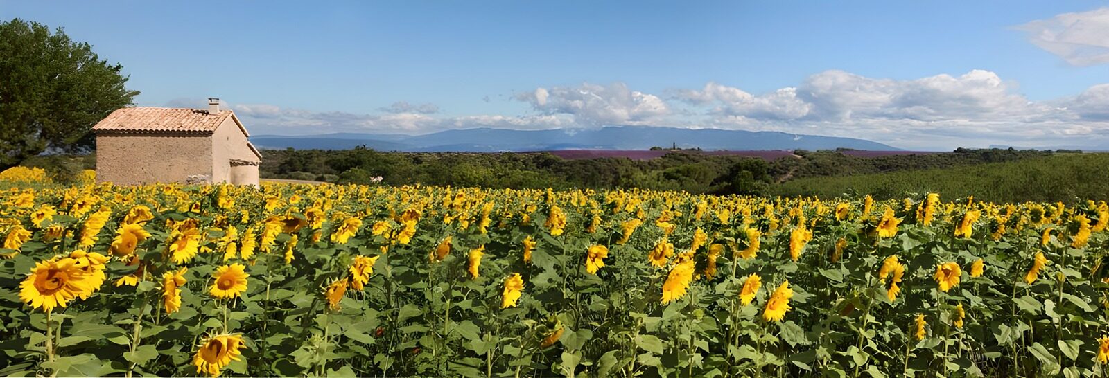 OCUK54438: Sunny Fields of Sunflowers
