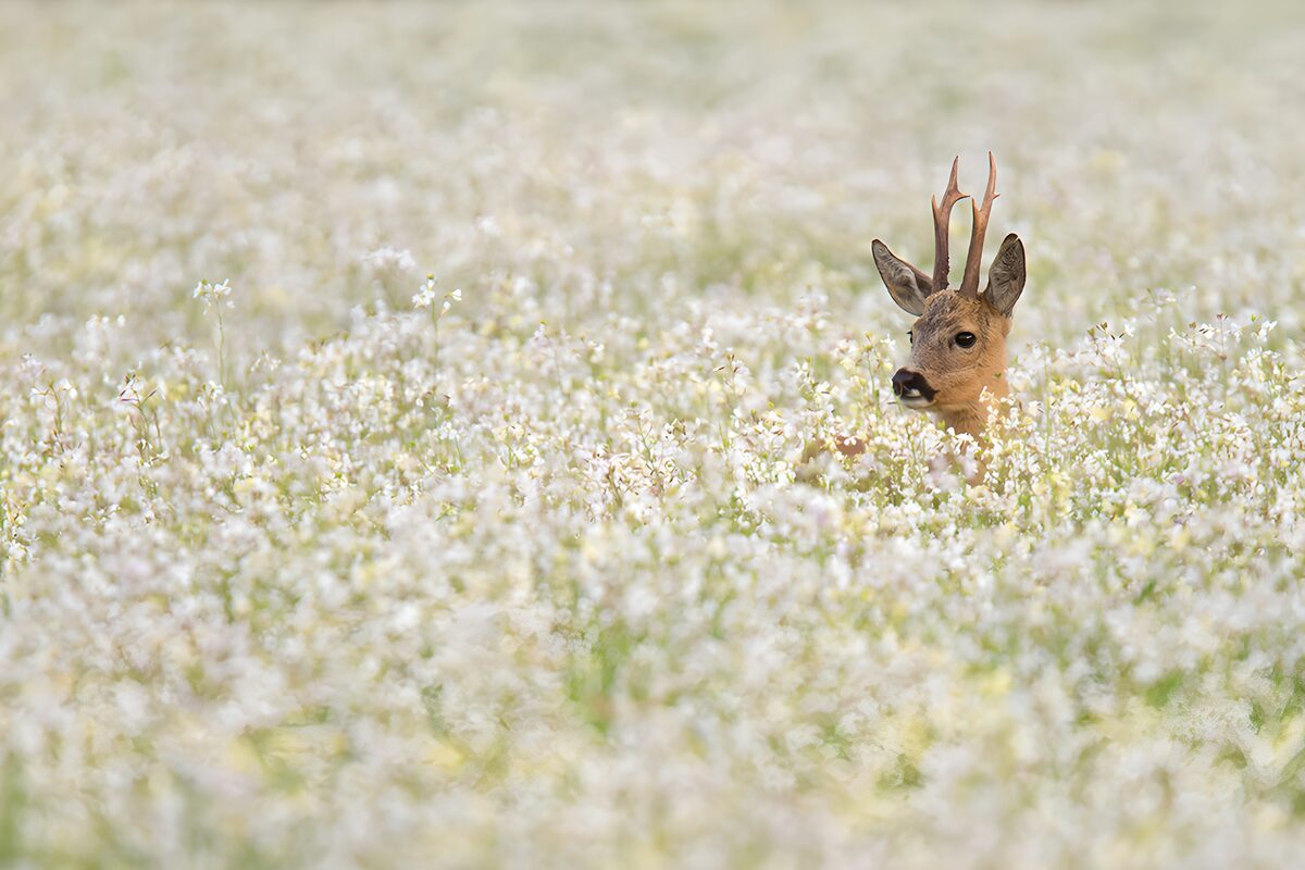 OCUK87977: A Hidden Young Buck Among Flowers