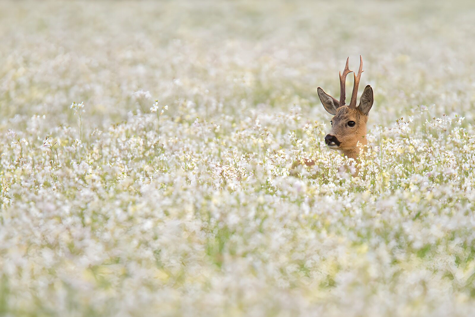 OCUK87977: A Hidden Young Buck Among Flowers