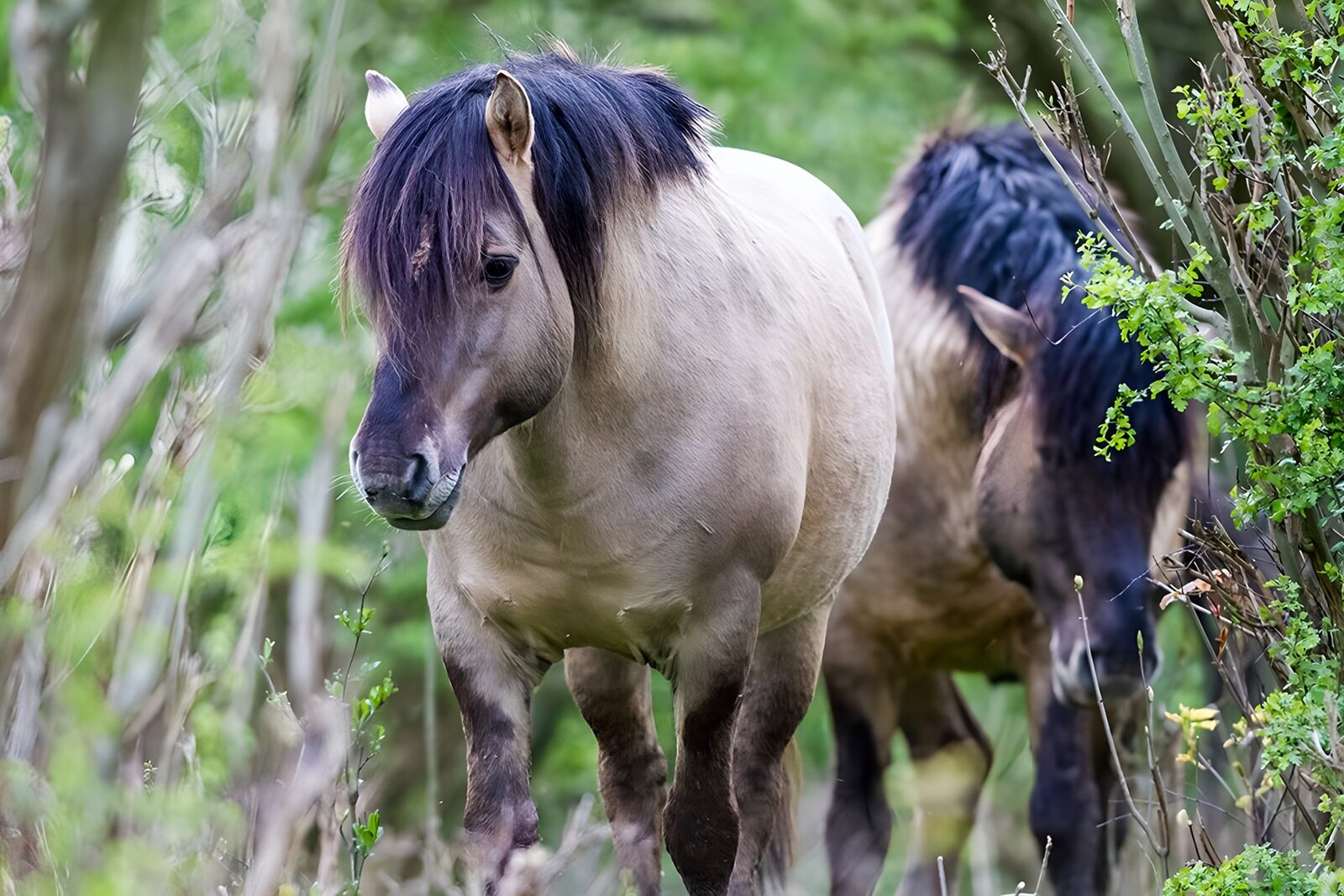OCUK36116: Wild Horses in a Lush Environment