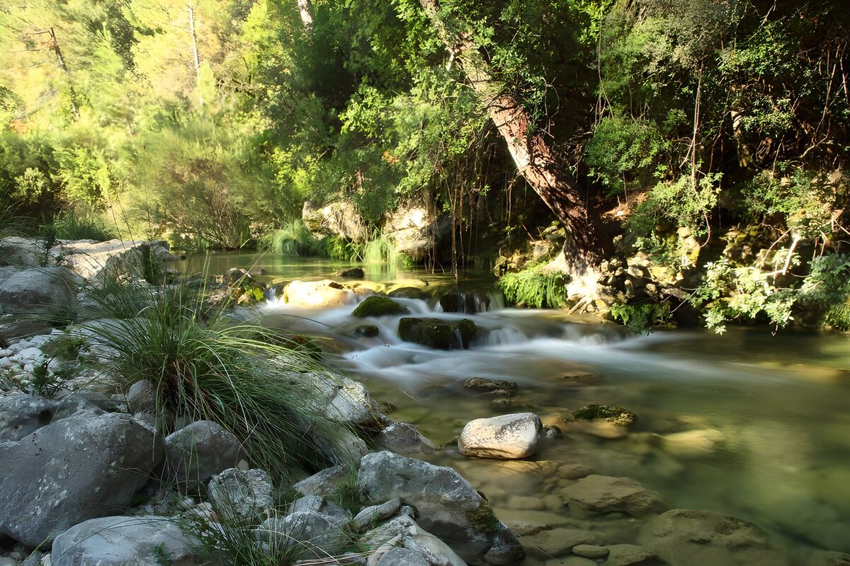 OCUK86156: Tranquil Stream in a Lush Forest
